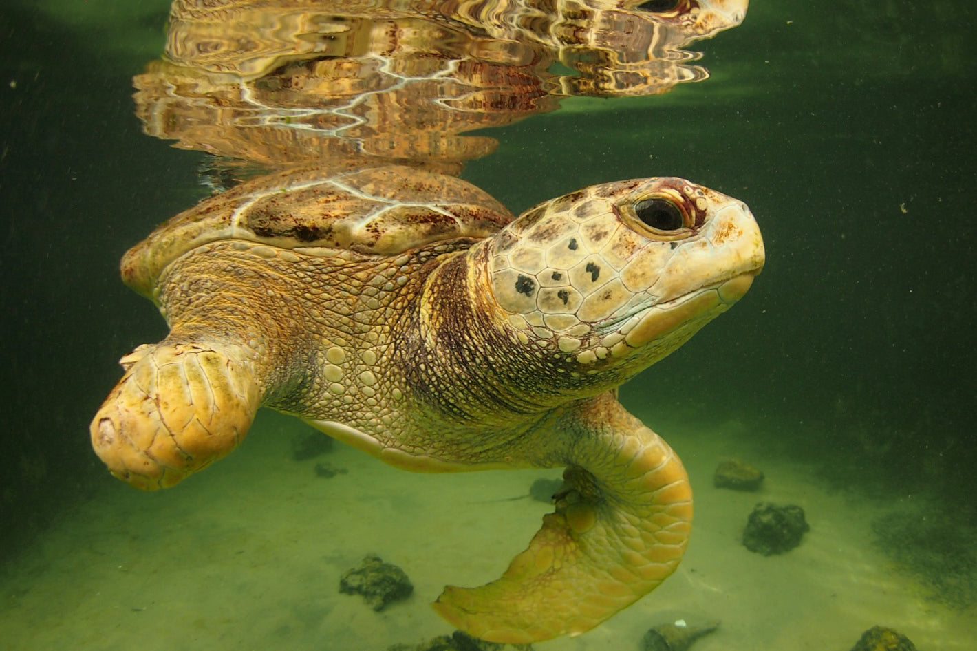 Key West Aquarium Sea Turtle
